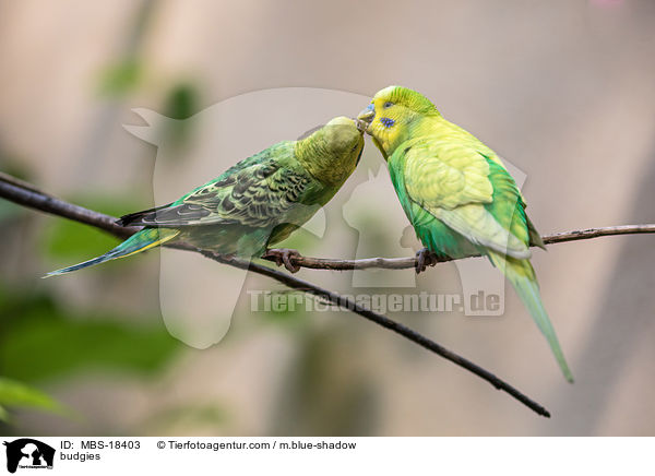 Wellensittiche / budgies / MBS-18403