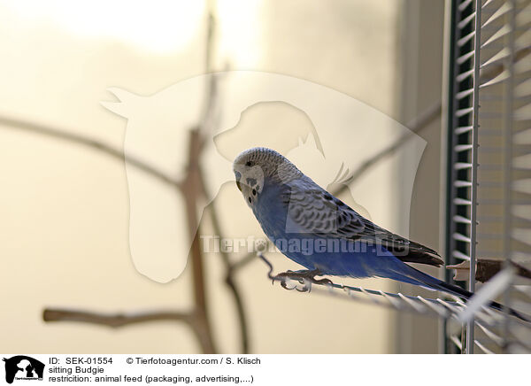sitzender Wellensittich / sitting Budgie / SEK-01554