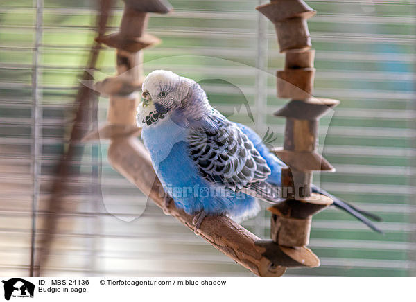Wellensittich im Käfig / Budgie in cage / MBS-24136