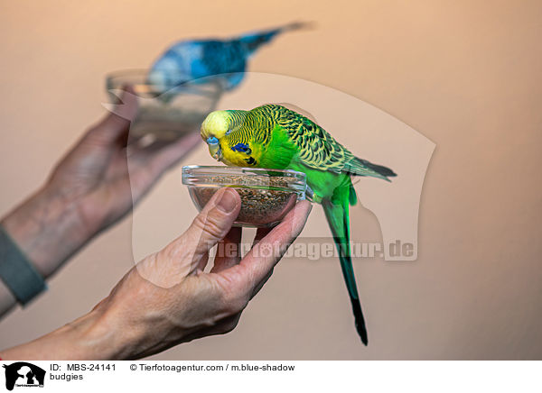 budgies / MBS-24141