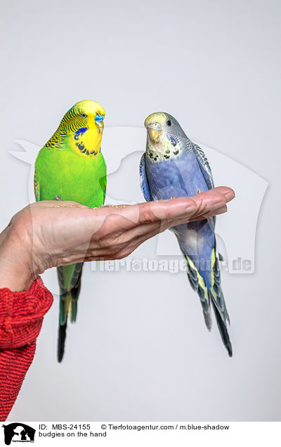 Wellensittiche auf der Hand / budgies on the hand / MBS-24155