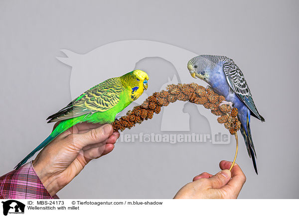 Wellensittiche mit Hirsestange / Wellensittich with millet / MBS-24173