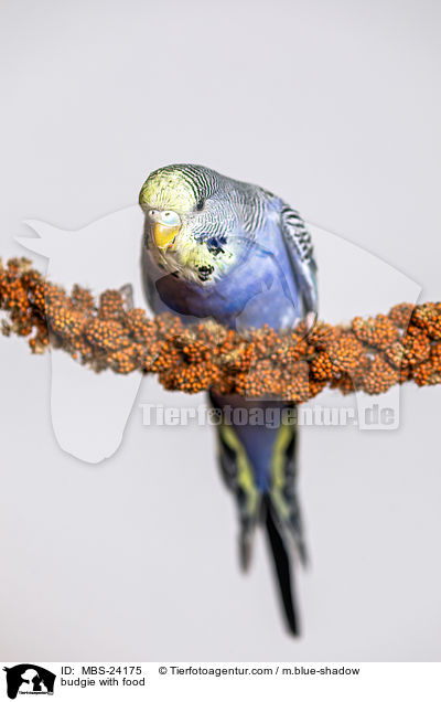 budgie with food / MBS-24175