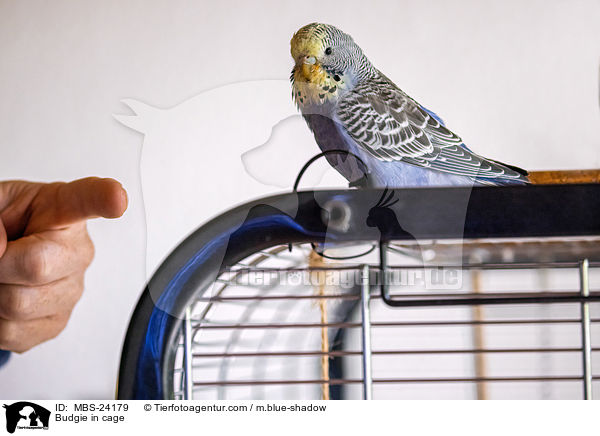 Budgie in cage / MBS-24179