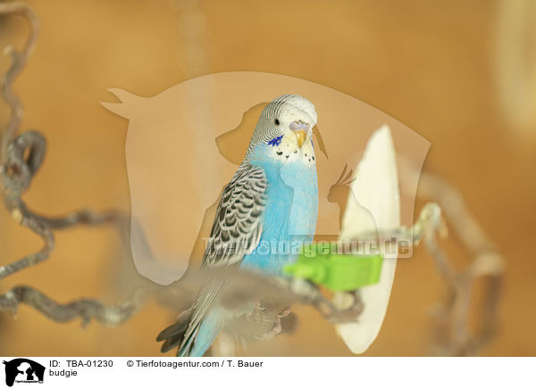 budgie / TBA-01230