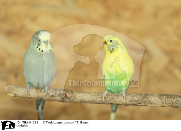 budgies / TBA-01231