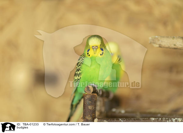 budgies / TBA-01233
