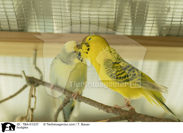 budgies / TBA-01237
