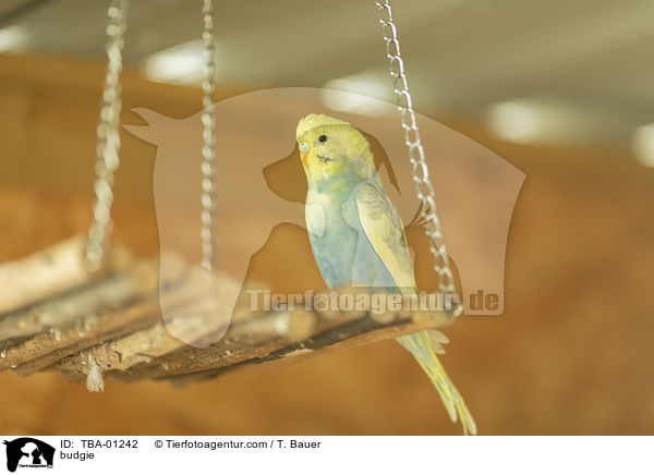 Wellensittich / budgie / TBA-01242