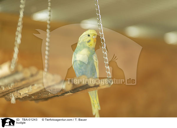 budgie / TBA-01243