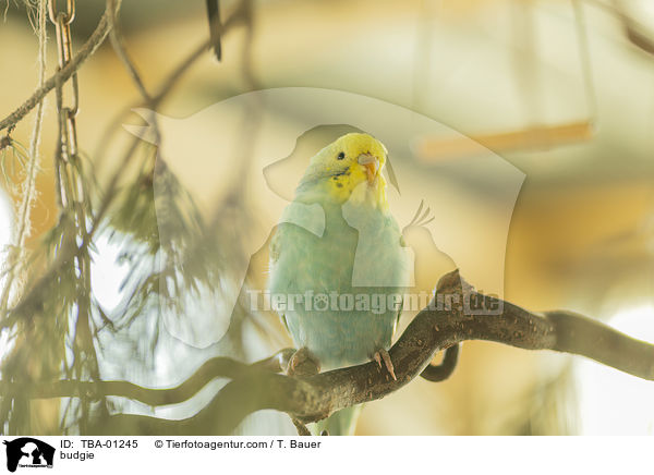 budgie / TBA-01245