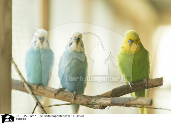 budgies / TBA-01247