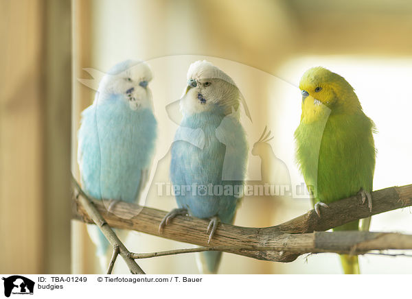 budgies / TBA-01249