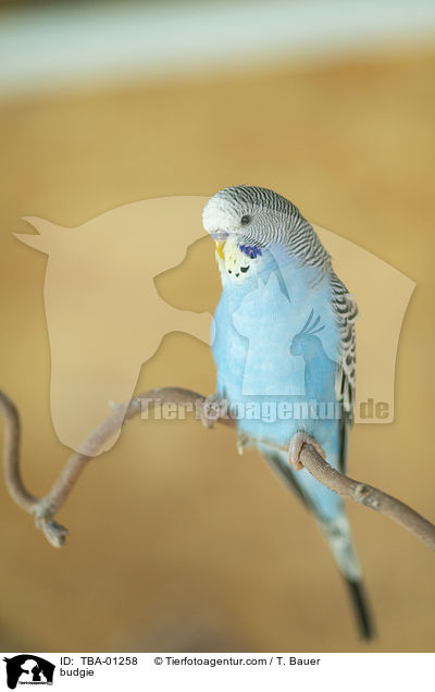 budgie / TBA-01258