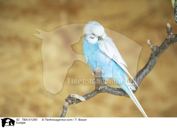 Wellensittich / budgie / TBA-01280