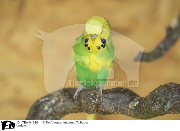 Wellensittich / budgie / TBA-01286