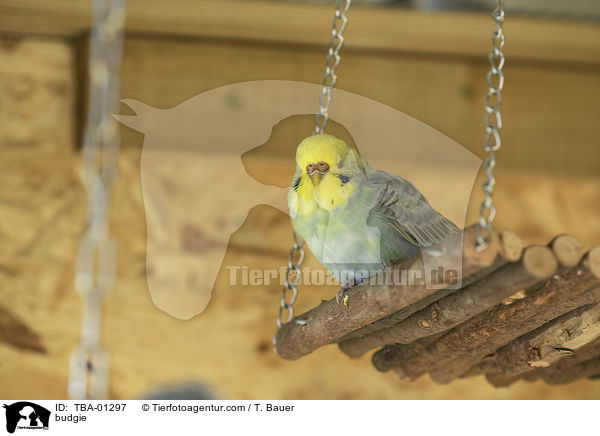 Wellensittich / budgie / TBA-01297