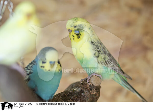 budgies / TBA-01303