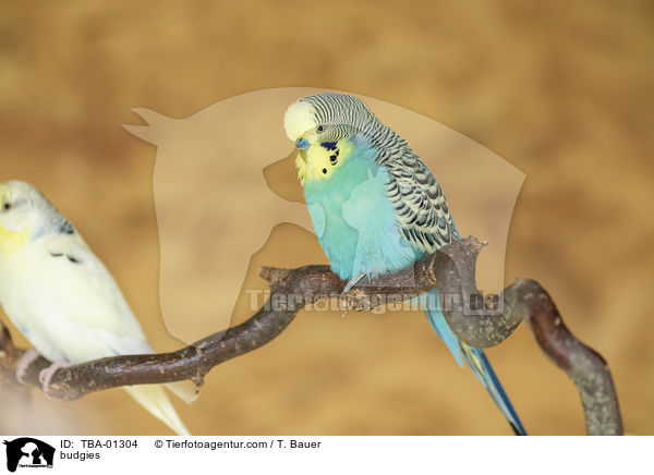 Wellensittiche / budgies / TBA-01304