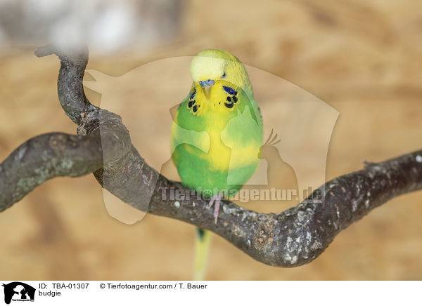 budgie / TBA-01307