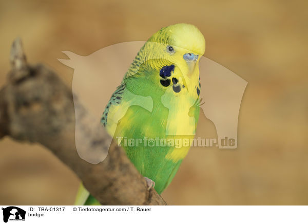Wellensittich / budgie / TBA-01317