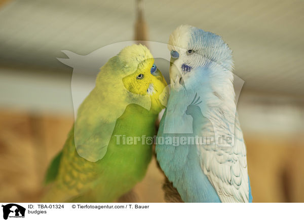 Wellensittiche / budgies / TBA-01324