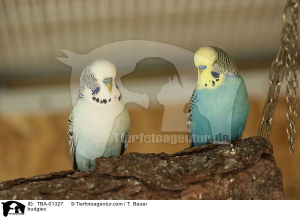 Wellensittiche / budgies / TBA-01327