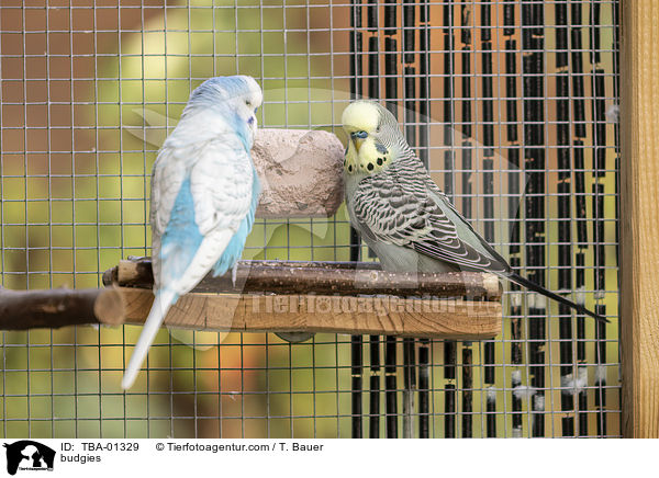 Wellensittiche / budgies / TBA-01329