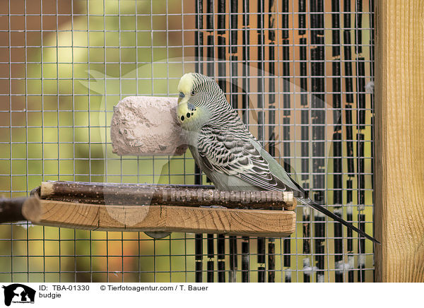 Wellensittich / budgie / TBA-01330