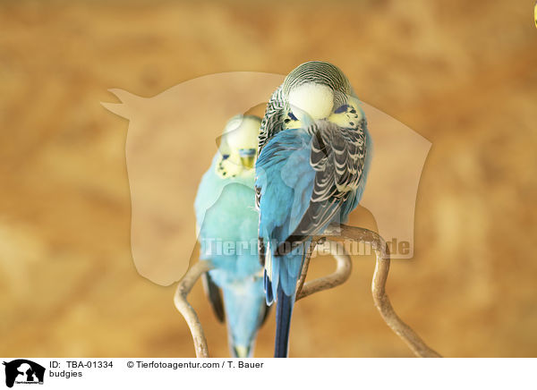 budgies / TBA-01334
