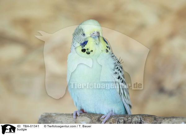 Wellensittich / budgie / TBA-01341
