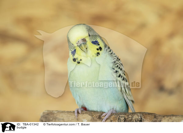 Wellensittich / budgie / TBA-01342