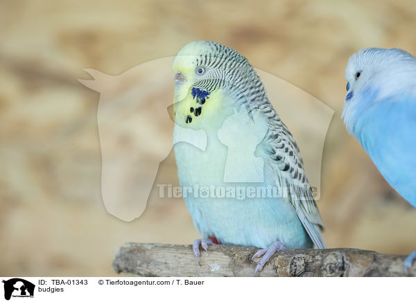 Wellensittiche / budgies / TBA-01343