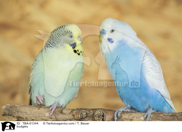 Wellensittiche / budgies / TBA-01344