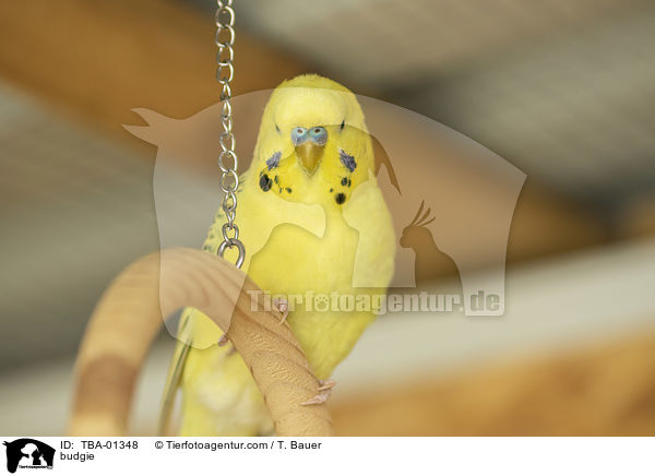 Wellensittich / budgie / TBA-01348