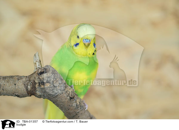 Wellensittich / budgie / TBA-01357