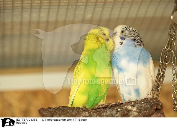 Wellensittiche / budgies / TBA-01358