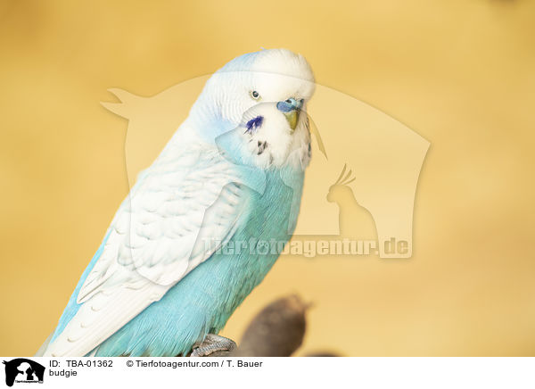 Wellensittich / budgie / TBA-01362