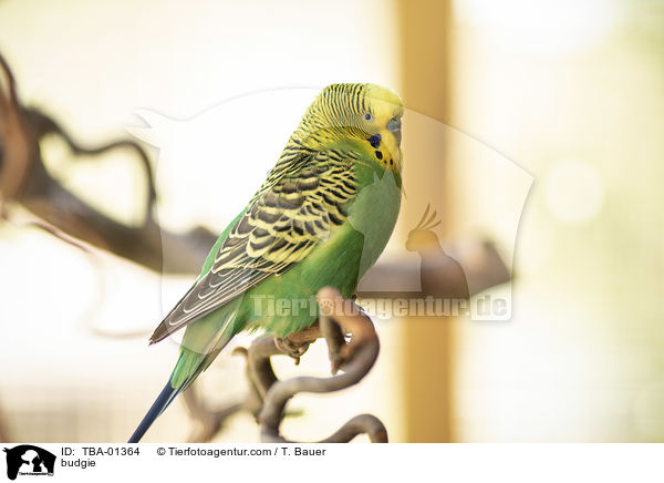 Wellensittich / budgie / TBA-01364
