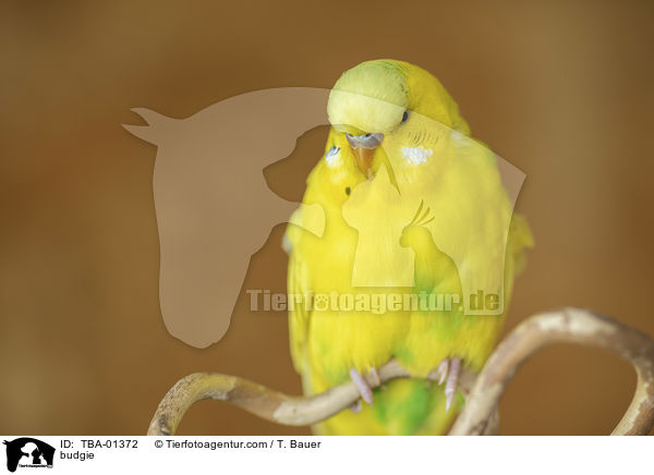 Wellensittich / budgie / TBA-01372