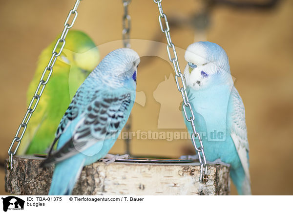 budgies / TBA-01375