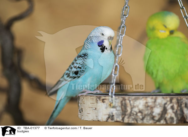 budgies / TBA-01377