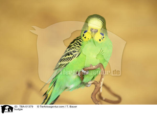 Wellensittich / budgie / TBA-01379
