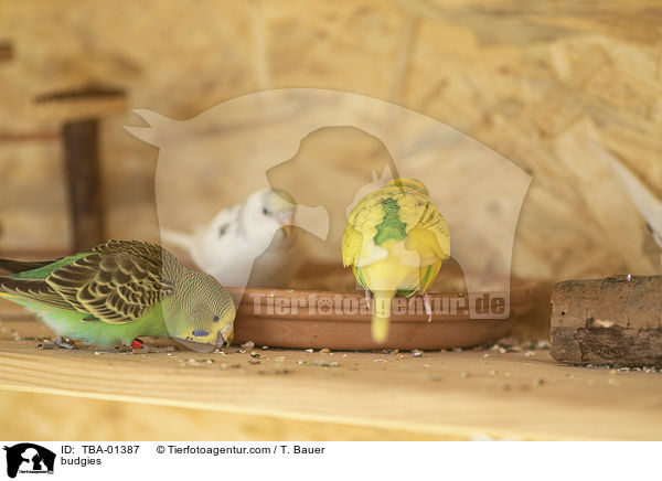 budgies / TBA-01387