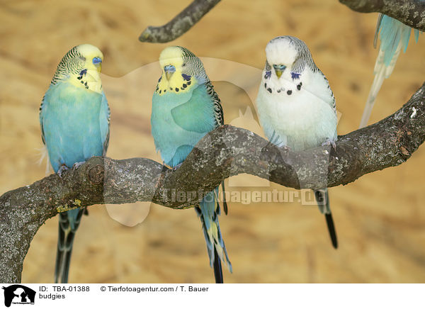 budgies / TBA-01388