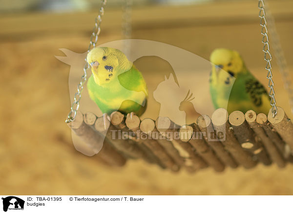 budgies / TBA-01395