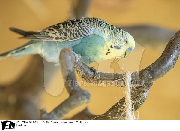 budgie / TBA-01398