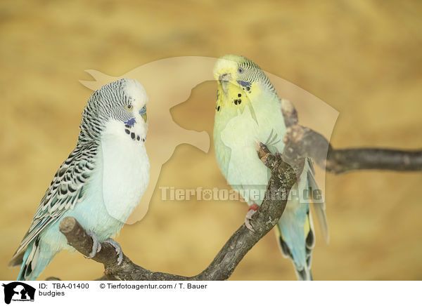 budgies / TBA-01400