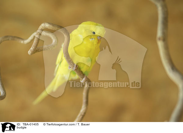 budgie / TBA-01405