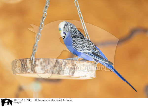 budgie / TBA-01439